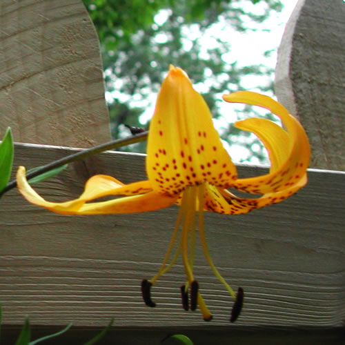 Lilium Kansas